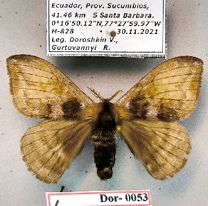  ( - Dor-0053)  @11 [ ] CC-by (2024) V. Doroshkin Research collection of V. Doroshkin