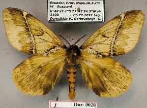  ( - Dor-0020)  @11 [ ] CC-by (2024) V. Doroshkin Research collection of V. Doroshkin