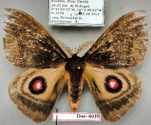  ( - Dor-0039)  @11 [ ] CC-by (2024) V. Doroshkin Research collection of V. Doroshkin