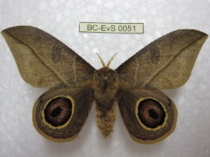  (Leucanella neglecta - BC-EvS 0051)  @15 [ ] Copyright (2010) Eric Van Schayck Research Collection of Eric Van Schayck