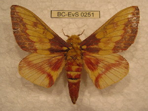  (Citheronia laocandensis - BC-EvS 0251)  @15 [ ] Copyright (2010) Eric Van Schayck Research Collection of Eric Van Schayck