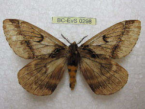  (Pseudodirphia thiaucourti - BC-EvS 0298)  @14 [ ] Copyright (2010) Eric Van Schayck Research Collection of Eric Van Schayck