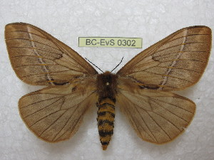  (Pseudodirphia draudti - BC-EvS 0302)  @15 [ ] Copyright (2010) Eric Van Schayck Research Collection of Eric Van Schayck