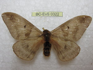  ( - BC-EvS 0322)  @11 [ ] Copyright (2010) Eric Van Schayck Research Collection of Eric Van Schayck