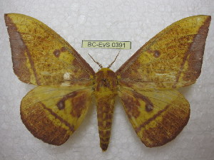  ( - BC-EvS 0391)  @13 [ ] Copyright (2010) Eric Van Schayck Research Collection of Eric Van Schayck