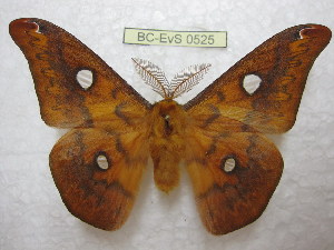  ( - BC-EvS 0525)  @14 [ ] Copyright (2010) Eric Van Schayck Unspecified