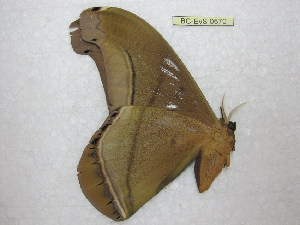  ( - BC-EvS 0570)  @13 [ ] Copyright (2010) Eric Van Schayck Unspecified