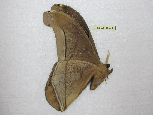 ( - BC-EvS 0571)  @13 [ ] Copyright (2010) Eric Van Schayck Unspecified