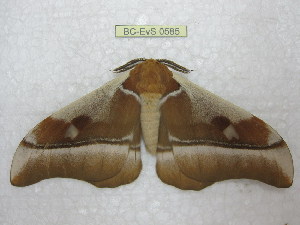  ( - BC-EvS 0585)  @13 [ ] Copyright (2010) Eric Van Schayck Unspecified