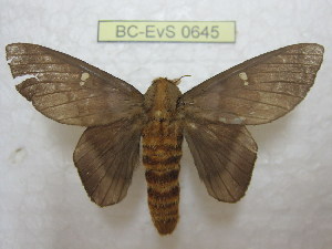  ( - BC-EvS 0645)  @13 [ ] Copyright (2010) Eric Van Schayck Unspecified