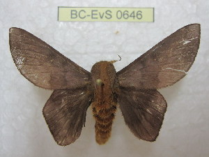  ( - BC-EvS 0646)  @13 [ ] Copyright (2010) Eric Van Schayck Unspecified