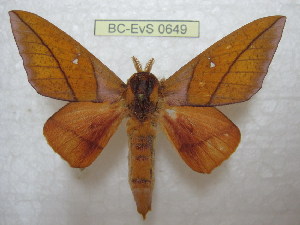  (Adeloneivaia cayennsis - BC-EvS 0649)  @15 [ ] Copyright (2010) Eric Van Schayck Unspecified