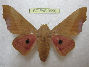  ( - BC-EvS 0656)  @14 [ ] Copyright (2010) Eric Van Schayck Unspecified