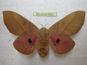  ( - BC-EvS 0657)  @14 [ ] Copyright (2010) Eric Van Schayck Unspecified