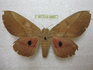  ( - BC-EvS 0663)  @14 [ ] Copyright (2010) Eric Van Schayck Unspecified