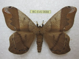  ( - BC-EvS 0688)  @14 [ ] Copyright (2010) Eric Van Schayck Unspecified