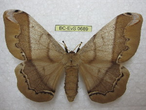  ( - BC-EvS 0689)  @14 [ ] Copyright (2010) Eric Van Schayck Unspecified
