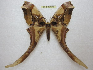  (Copiopteryx derceto - BC-EvS 0752)  @15 [ ] Copyright (2010) Eric Van Schayck Unspecified
