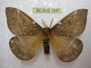  (Lemaireodirphia fusca - BC-EvS 1347)  @15 [ ] Copyright (2010) Eric Van Schayck Research Collection of Eric Van Schayck