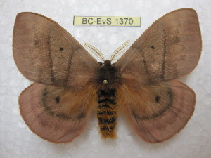 (Periphoba rosacea - BC-EvS 1370)  @14 [ ] Copyright (2010) Eric Van Schayck Research Collection of Eric Van Schayck