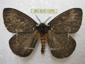  (Pseudodirphia niceros - BC-EvS 1375)  @15 [ ] Copyright (2010) Eric Van Schayck Research Collection of Eric Van Schayck