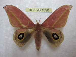  ( - BC-EvS 1396)  @14 [ ] Copyright (2010) Eric Van Schayck Research Collection of Eric Van Schayck