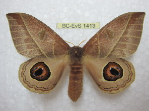  (Leucanella memusae gardineri - BC-EvS 1413)  @15 [ ] Copyright (2010) Eric Van Schayck Research Collection of Eric Van Schayck