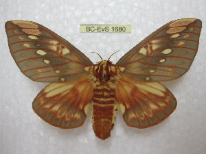  (Citheronia brissotii - BC-EvS 1680)  @14 [ ] Copyright (2010) Eric Van Schayck Research Collection of Eric Van Schayck