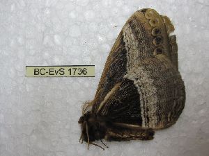  (Dactyloceras sp. EvS 5 - BC-EvS 1736)  @12 [ ] No Rights Reserved (2014) Eric van Schayck Unspecified