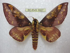  (Citheronia phoandensis - BC-EvS 1827)  @15 [ ] Copyright (2010) Eric Van Schayck Research Collection of Eric Van Schayck