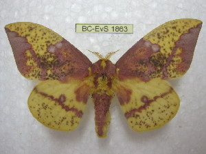  (Eacles imperialis pini - BC-EvS 1863)  @11 [ ] Copyright (2010) Eric Van Schayck Research Collection of Eric Van Schayck