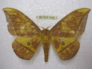  ( - BC-EvS 1899)  @13 [ ] Copyright (2010) Eric Van Schayck Research Collection of Eric Van Schayck