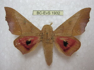  ( - BC-EvS 1932)  @14 [ ] Copyright (2010) Eric Van Schayck Research Collection of Eric Van Schayck