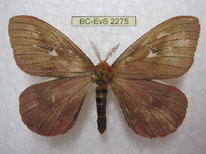  (Cerodirphia roseamazonica - BC-EvS 2275)  @14 [ ] Copyright (2010) Eric Van Schayck Research Collection of Eric Van Schayck