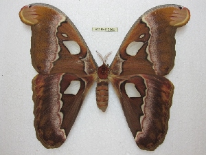  (Attacus inopinatus - BC-EvS 2369)  @15 [ ] Copyright (2010) Eric Van Schayck Research Collection of Eric Van Schayck