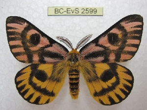  (Hemileuca eglanterina shastaensis - BC-EvS 2599)  @15 [ ] Copyright (2012) Eric van Schayck Research Collection of Eric Van Schayck