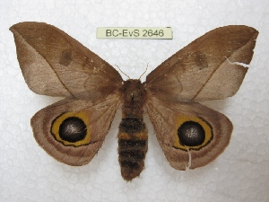  ( - BC-EvS 2646)  @13 [ ] Copyright (2012) Eric van Schayck Research Collection of Eric Van Schayck
