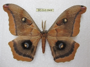  (Antheraea polyphemus mexicana - BC-EvS 2949)  @15 [ ] Copyright (2012) Eric van Schayck Research Collection of Eric Van Schayck