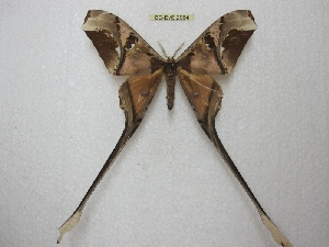  (Copiopteryx semiramis semiramis - BC-EvS 2964)  @14 [ ] Copyright (2012) Eric van Schayck Research Collection of Eric Van Schayck
