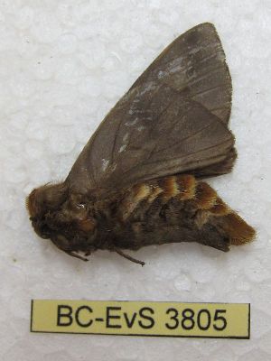  ( - BC-EvS 3805)  @12 [ ] No Rights Reserved (2014) Eric van Schayck Unspecified