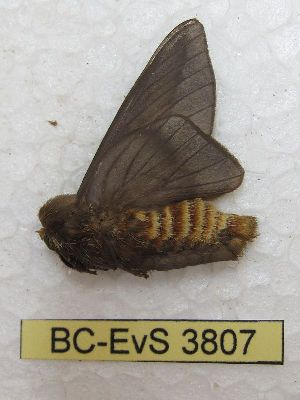  ( - BC-EvS 3807)  @12 [ ] No Rights Reserved (2014) Eric van Schayck Unspecified