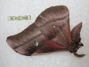  ( - BC-EvS 1599)  @13 [ ] Copyright (2010) Eric Van Schayck Research Collection of Eric Van Schayck