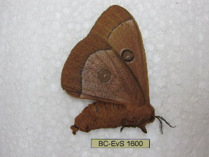  ( - BC-EvS 1600)  @11 [ ] Copyright (2010) Eric Van Schayck Research Collection of Eric Van Schayck