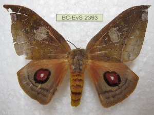  ( - BC-EvS 2393)  @11 [ ] Copyright (2010) Eric Van Schayck Research Collection of Eric Van Schayck