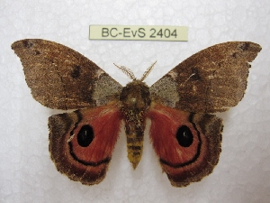  (Automerella flexuosa - BC-EvS 2404)  @15 [ ] Copyright (2010) Eric Van Schayck Research Collection of Eric Van Schayck