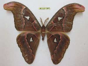  (Attacus lorquinii - BC-EvS 4280)  @14 [ ] No Rights Reserved (2015) Eric van Schayck Unspecified