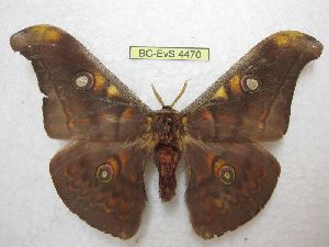  (Antheraea broschi - BC-EvS 4470)  @14 [ ] No Rights Reserved (2015) Eric van Schayck Unspecified