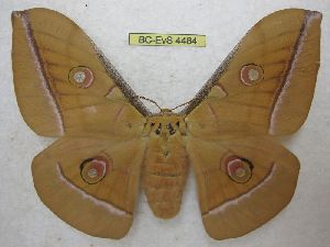  (Antheraea pernyi - BC-EvS 4484)  @13 [ ] No Rights Reserved (2015) Eric van Schayck Unspecified
