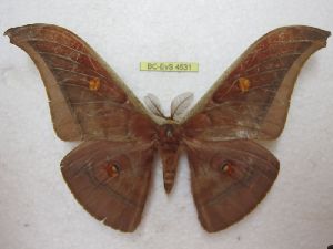  (Antheraea castanea - BC-EvS 4531)  @15 [ ] No Rights Reserved (2015) Eric van Schayck Unspecified