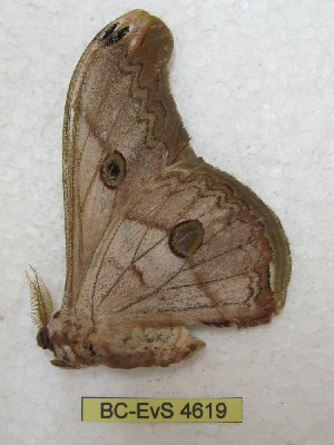  ( - BC-EvS 4619)  @12 [ ] © (2016) Eric van Schayck Unspecified